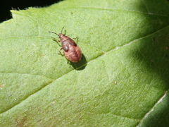 Kleidocerys resedae