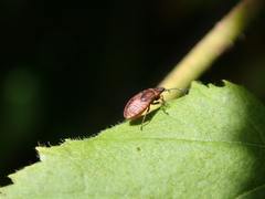 Kleidocerys resedae