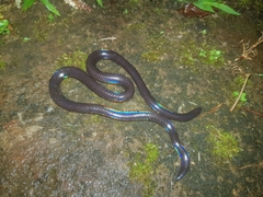 Melanophidium wynaudense