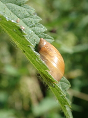Succinea putris