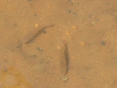 Fundulus heteroclitus