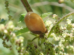 Succinea putris