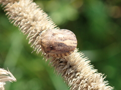 Eurygaster testudinaria