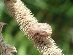 Eurygaster testudinaria