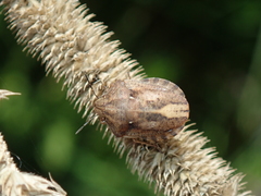 Eurygaster testudinaria