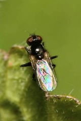 Coenosia atra