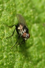 Coenosia atra