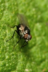 Coenosia atra