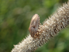 Eurygaster testudinaria