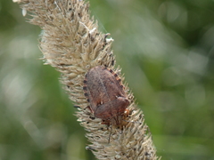 Eurygaster testudinaria