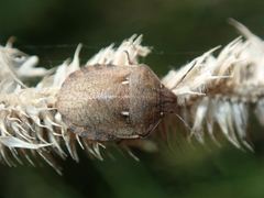 Eurygaster testudinaria