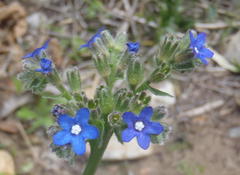 Anchusa capensis