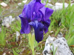 Iris lutescens subbiflora