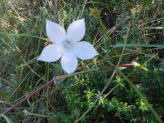 Wahlenbergia grandiflora