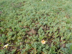 Lampranthus debilis