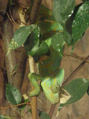 Chamaeleo calyptratus