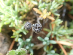 Lampranthus debilis