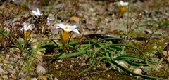 Romulea toximontana