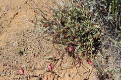 Hermannia coccocarpa