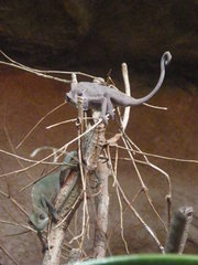 Chamaeleo calyptratus