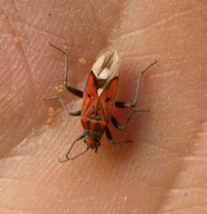 Haemobaphus concinnus