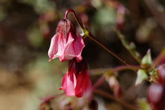 Hermannia coccocarpa
