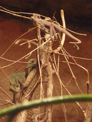 Chamaeleo calyptratus