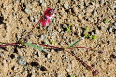 Hermannia coccocarpa