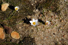 Romulea toximontana