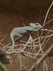Chamaeleo calyptratus