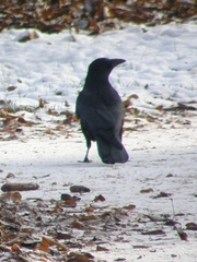 Corvus corone