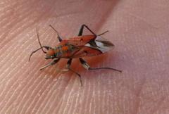 Haemobaphus concinnus