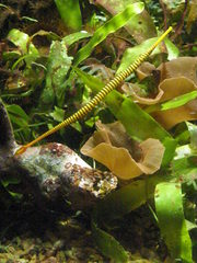 Dunckerocampus pessuliferus