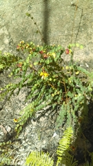 Bossiaea rhombifolia