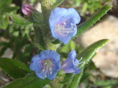 Lobostemon stachydeus