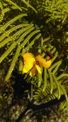 Bossiaea rhombifolia