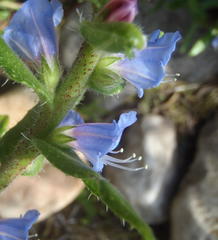 Lobostemon stachydeus