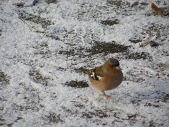 Fringilla coelebs