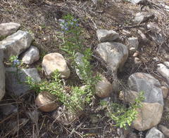Lobostemon stachydeus