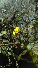 Bossiaea rhombifolia