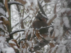 Garrulus glandarius