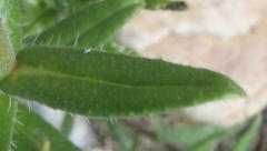 Lobostemon stachydeus