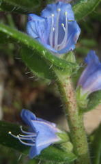 Lobostemon stachydeus
