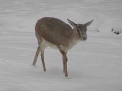 Gazella subgutturosa