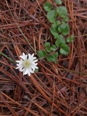 Microspermum nummulariifolium