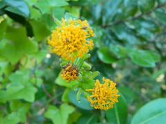 Senecio quinquelobus