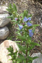 Lobostemon stachydeus
