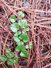 Microspermum nummulariifolium