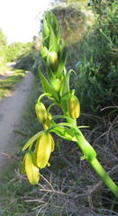 Albuca flaccida