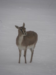 Gazella subgutturosa